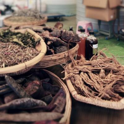 首乌等草 本古法熬x制 长x茂密x有光泽 x平地变丛林