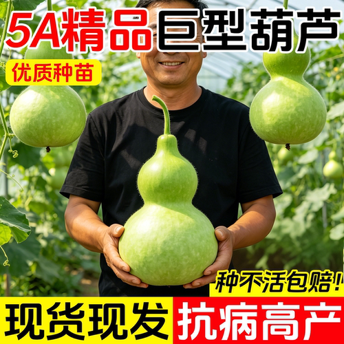 特大巨型葫芦苗秧特大号爬藤