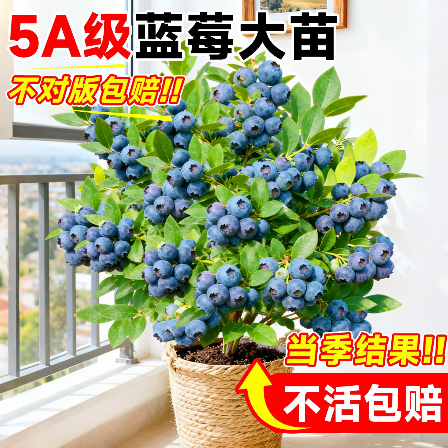 蓝莓树果苗盆栽带大果车厘子室内耐寒南北方樱桃葡萄四季挂果树苗