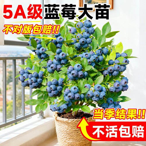 蓝莓树果苗盆栽带大果车厘子室内