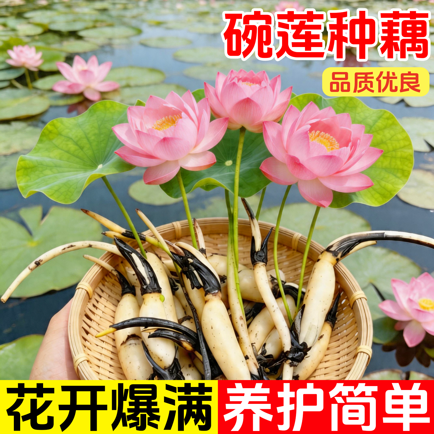碗莲水培植物室内花好养开花卉真正的莲花种子籽四季荷花睡莲盆栽