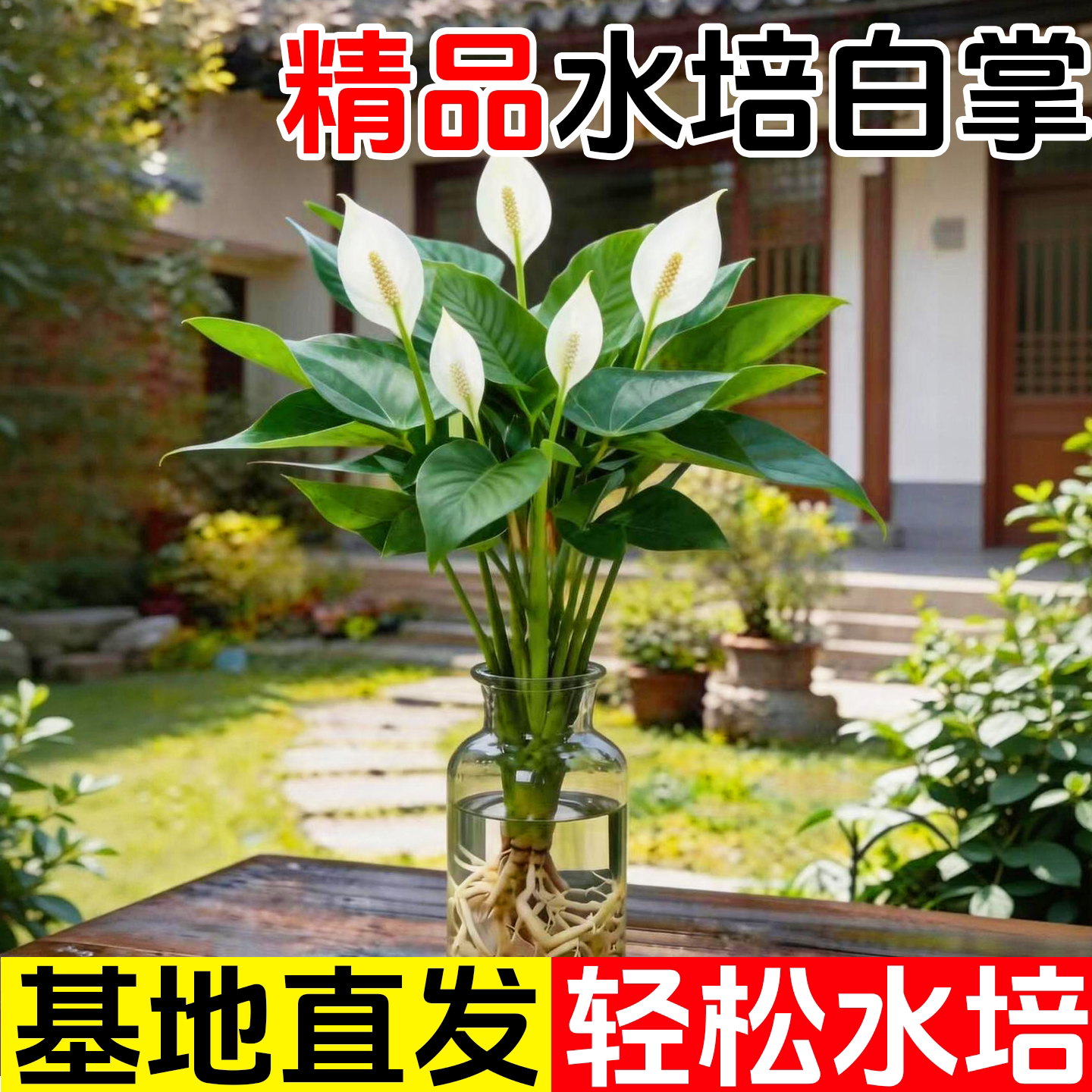 水培白掌一帆风顺绿萝箩花卉植物室内水培好养易活红掌绿植发财树