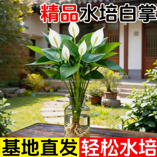 水培白掌一帆风顺绿萝箩花卉植物