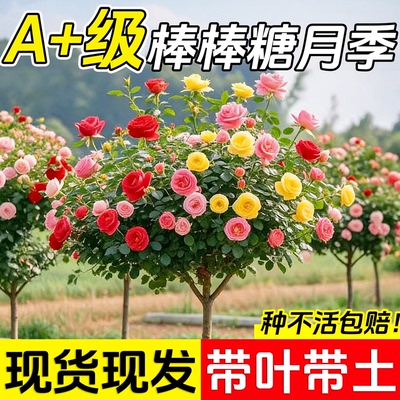 棒棒糖月季花苗带花苞大花浓香