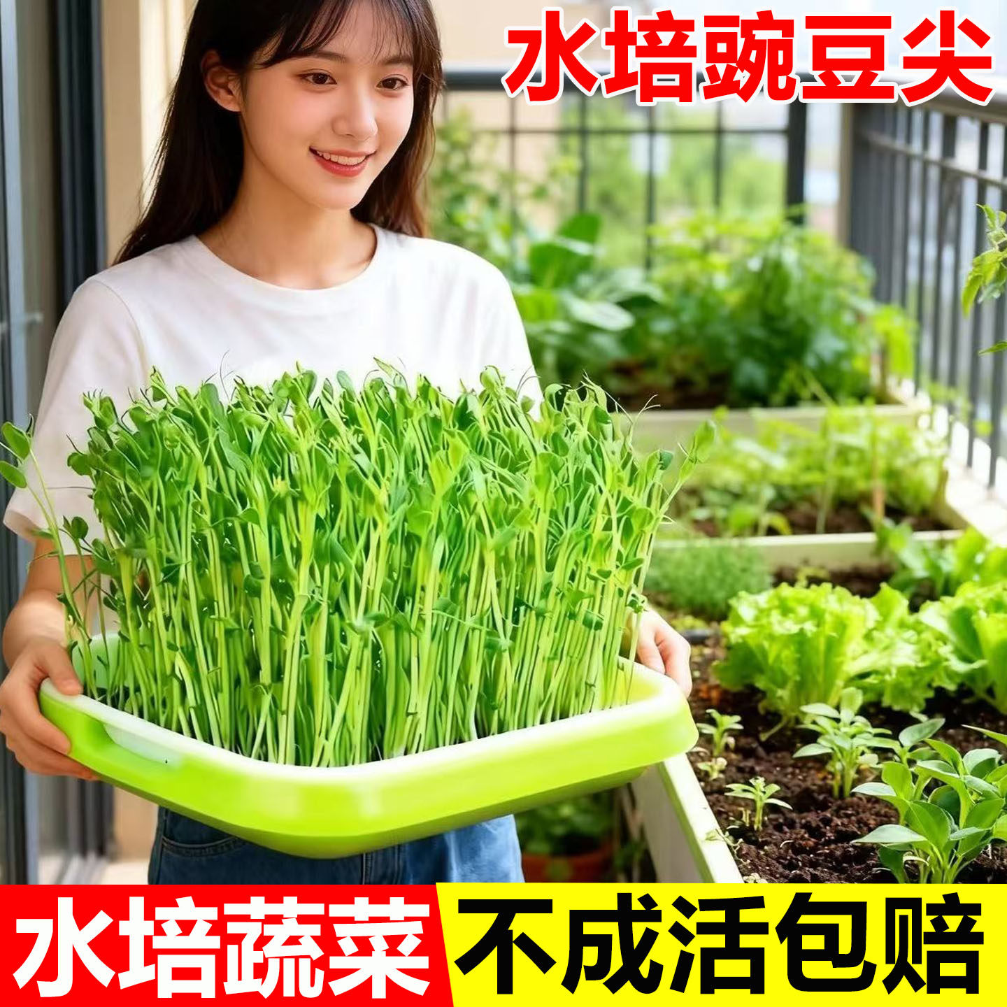 豌豆苗种孑豌豆种籽芽苗菜种子种籽豌豆尖种的碗豆种专吃批发苗种,鲜花速递/花卉仿真/绿植园艺,种苗/半成品盆栽,淘宝优惠券,粉丝福利购,淘宝优惠卷