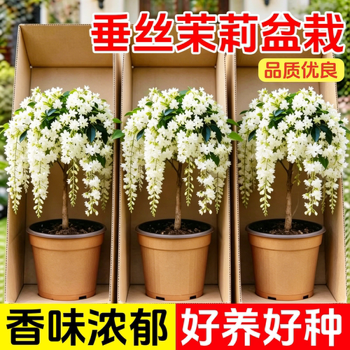 特大垂丝茉莉盆栽带花苞老桩室内