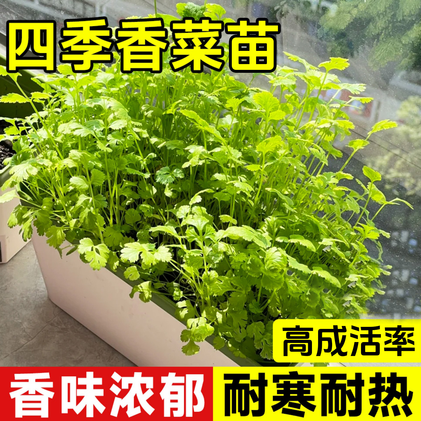 更浓香老香菜苗秧四季耐热耐寒