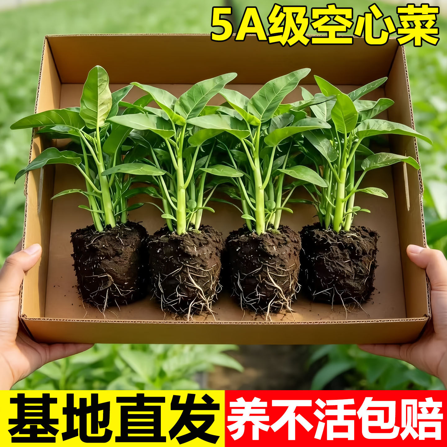 三叉空心菜种秧苗青梗小叶大叶柳叶盆栽菜籽种子四季种蔬菜可水培