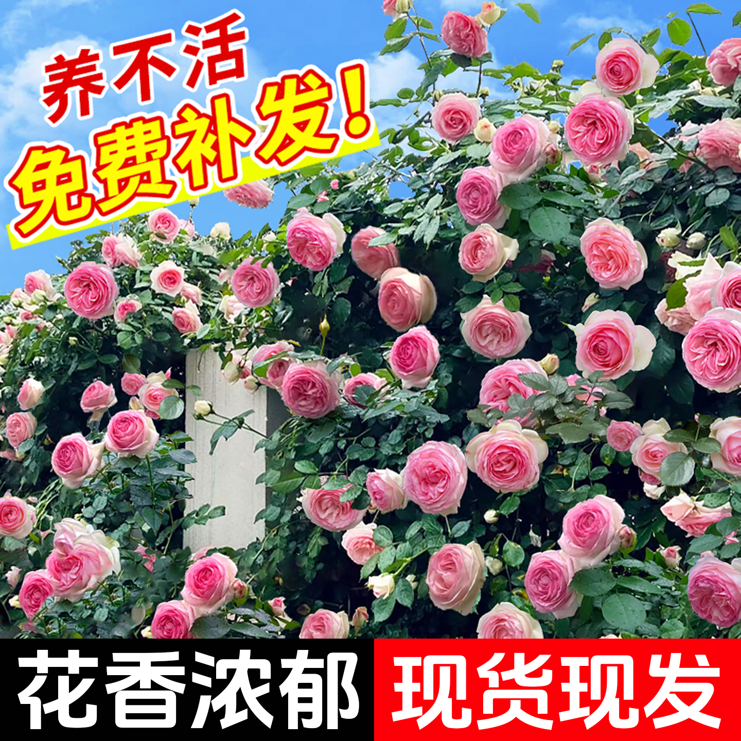 蔷薇花苗藤本月季特大花树庭院爬藤植物花卉盆栽阳台玫瑰四季花卉,鲜花速递/花卉仿真/绿植园艺,时令草本花卉,淘宝优惠券,粉丝福利购,淘宝优惠卷