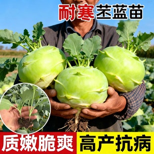 青苤蓝苗天津特菜水果绿苤蓝菜籽芥兰头芥菜种种子春秋蔬菜苗
