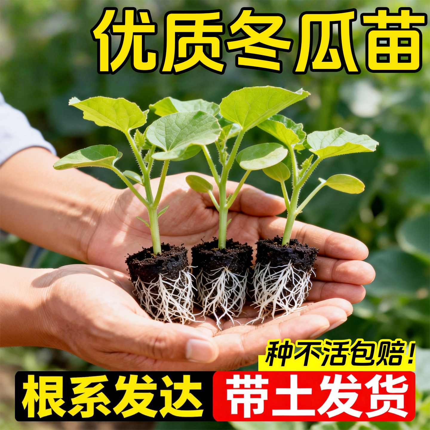 正宗粉皮小冬瓜苗子高产型易种植蔬菜种籽好吃肉厚不空心蔬菜种植