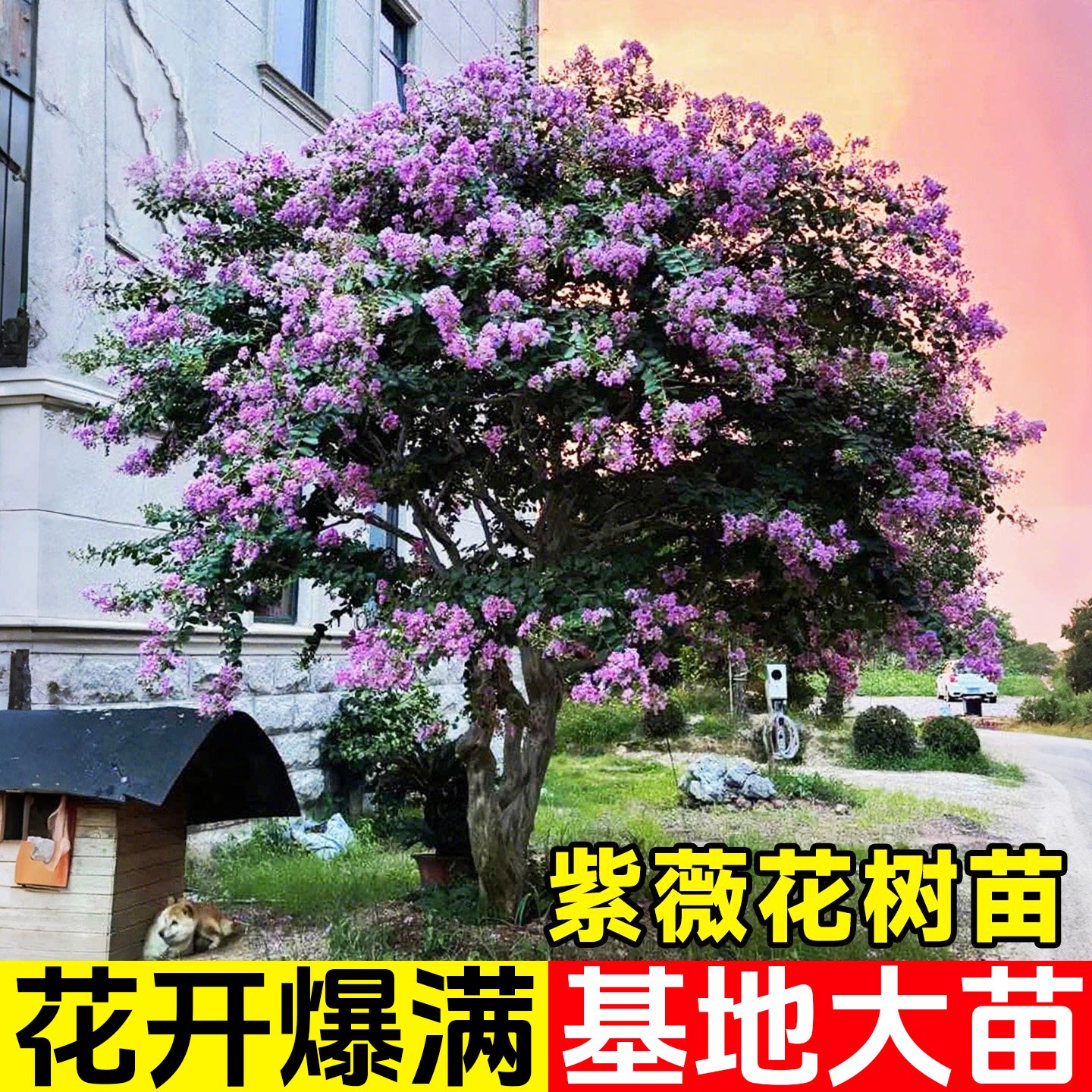 紫薇花树苗庭院大型老桩别墅室外道路绿化植物百日红花卉风景大树