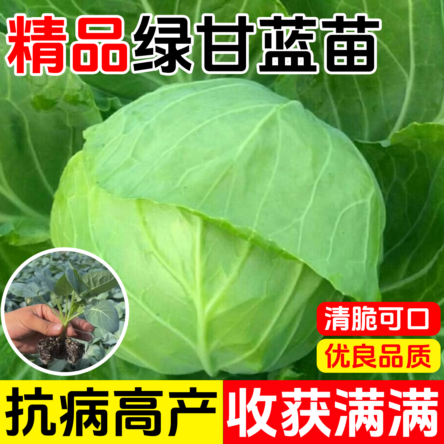 绿甘蓝苗秧子脆甜黄心大头菜苗籽包菜圆白菜苗春秋季菜园庭院蔬菜