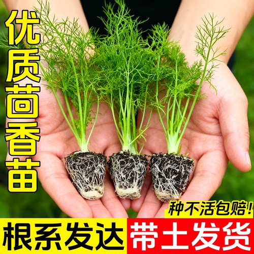 正宗茴香苗秧割茬茴香割完又长