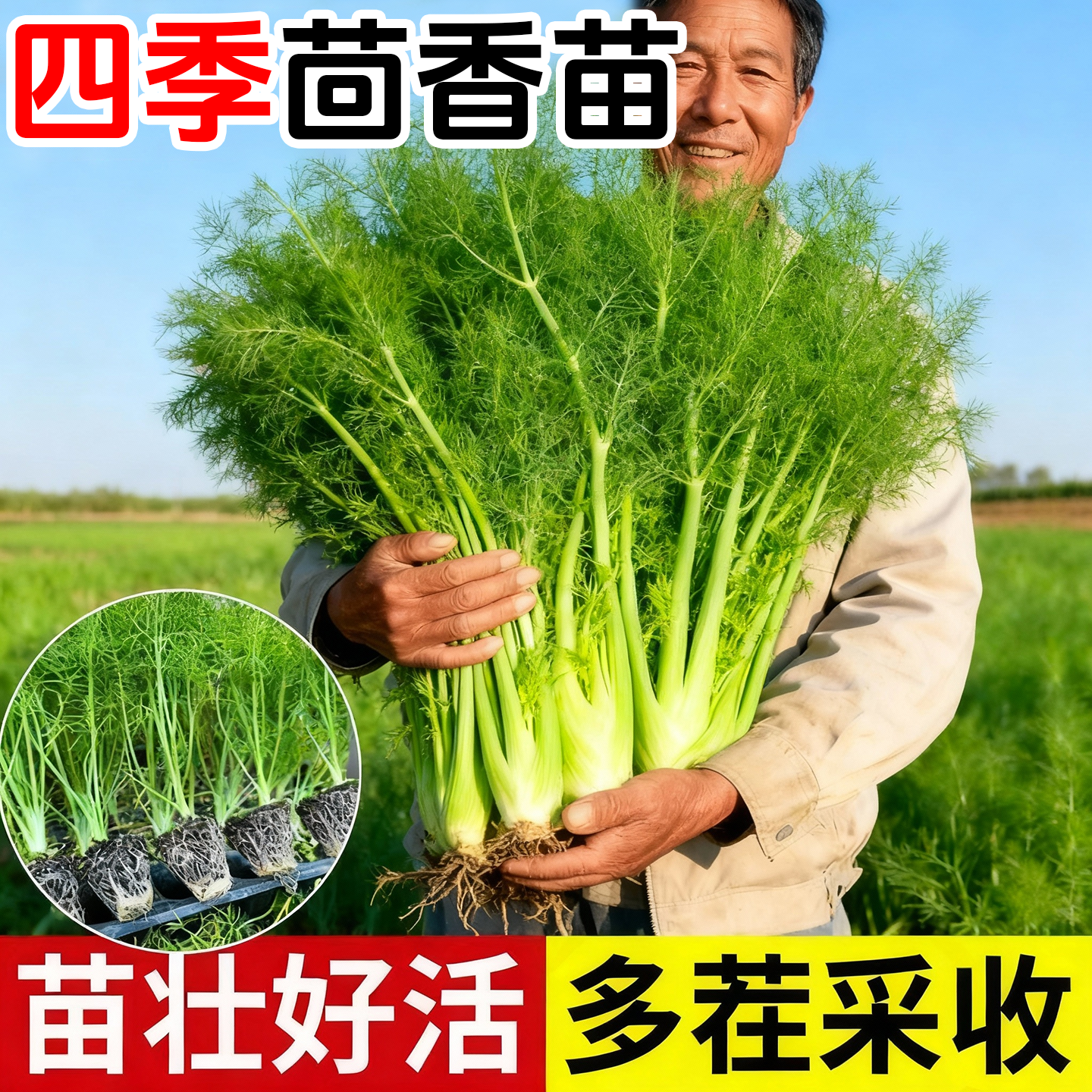 球茎茴香苗带土带根割茬茴香苗盆栽大叶小茴香根秋冬蔬菜苗,鲜花速递/花卉仿真/绿植园艺,种苗/半成品盆栽,淘宝优惠券,粉丝福利购,淘宝优惠卷