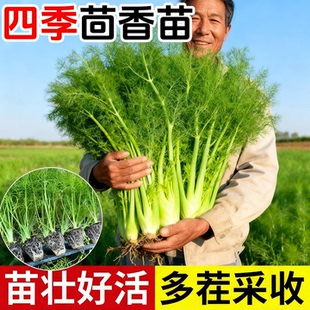 球茎茴香苗带土带根割茬茴香苗盆栽大叶小茴香根秋冬蔬菜苗