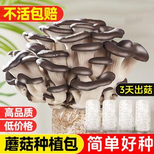 蘑菇菌包菌菇种植包平菇香菇灵芝磨菇种金针菇自种菌种家庭家种