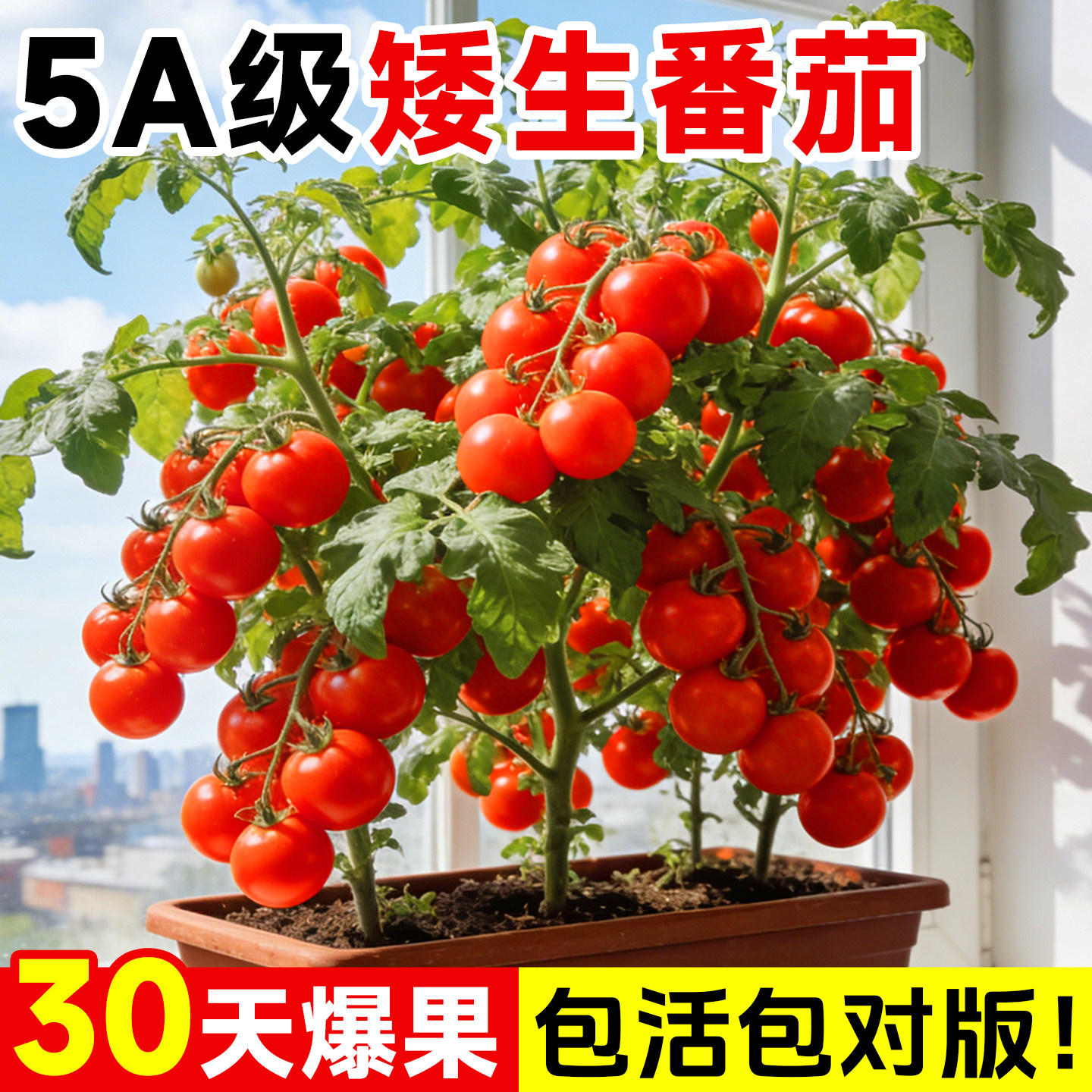 矮生红番茄苗子种籽孑菜种小番茄苗秧西红柿蔬菜菜苗盆栽秧苗果苗