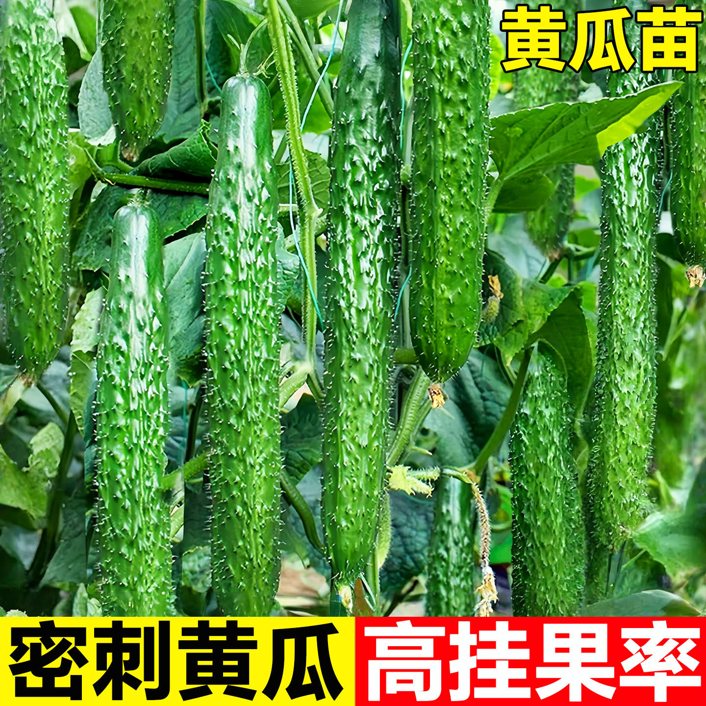 黄瓜苗秧带土球四季青瓜种苗高产型蔬菜苗大黄瓜苗老品种水果密刺