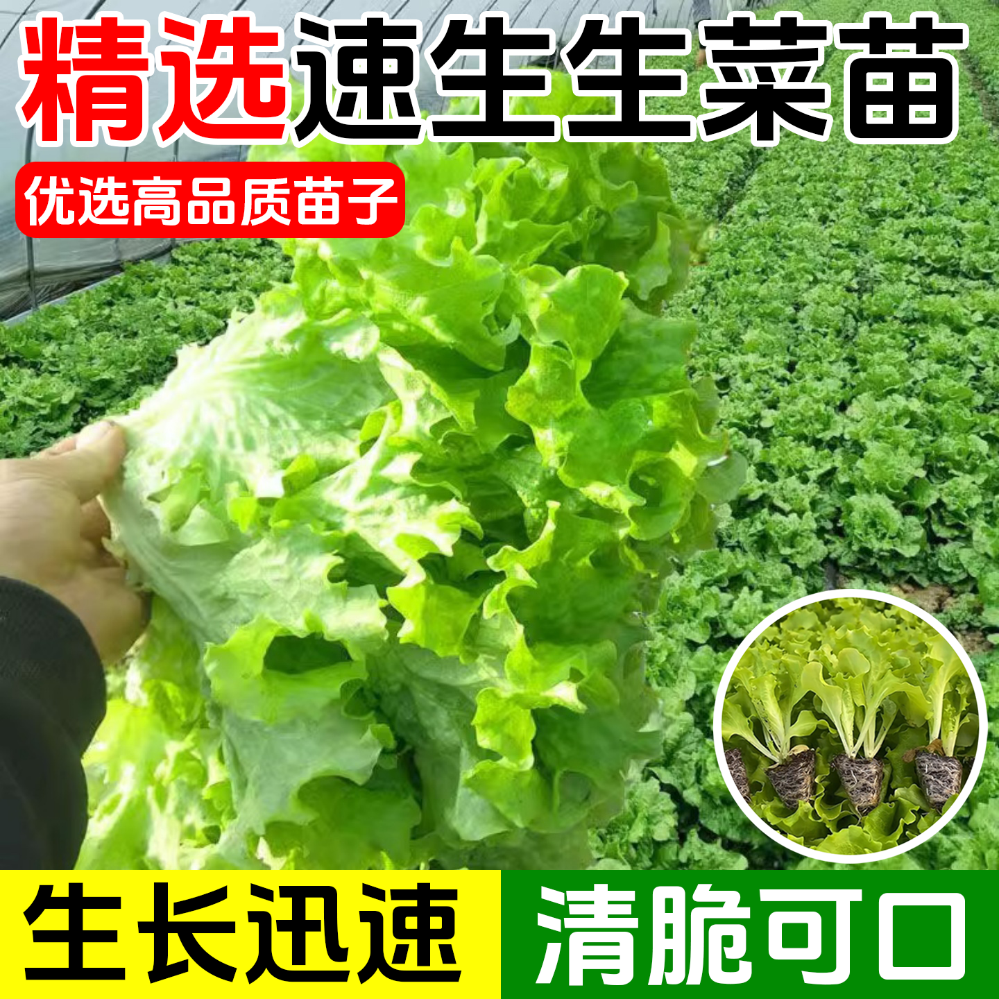 四季速生生菜苗速生奶油生菜种孑
