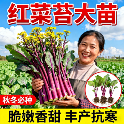 耐寒红菜苔苗湖北洪山菜苗红油菜
