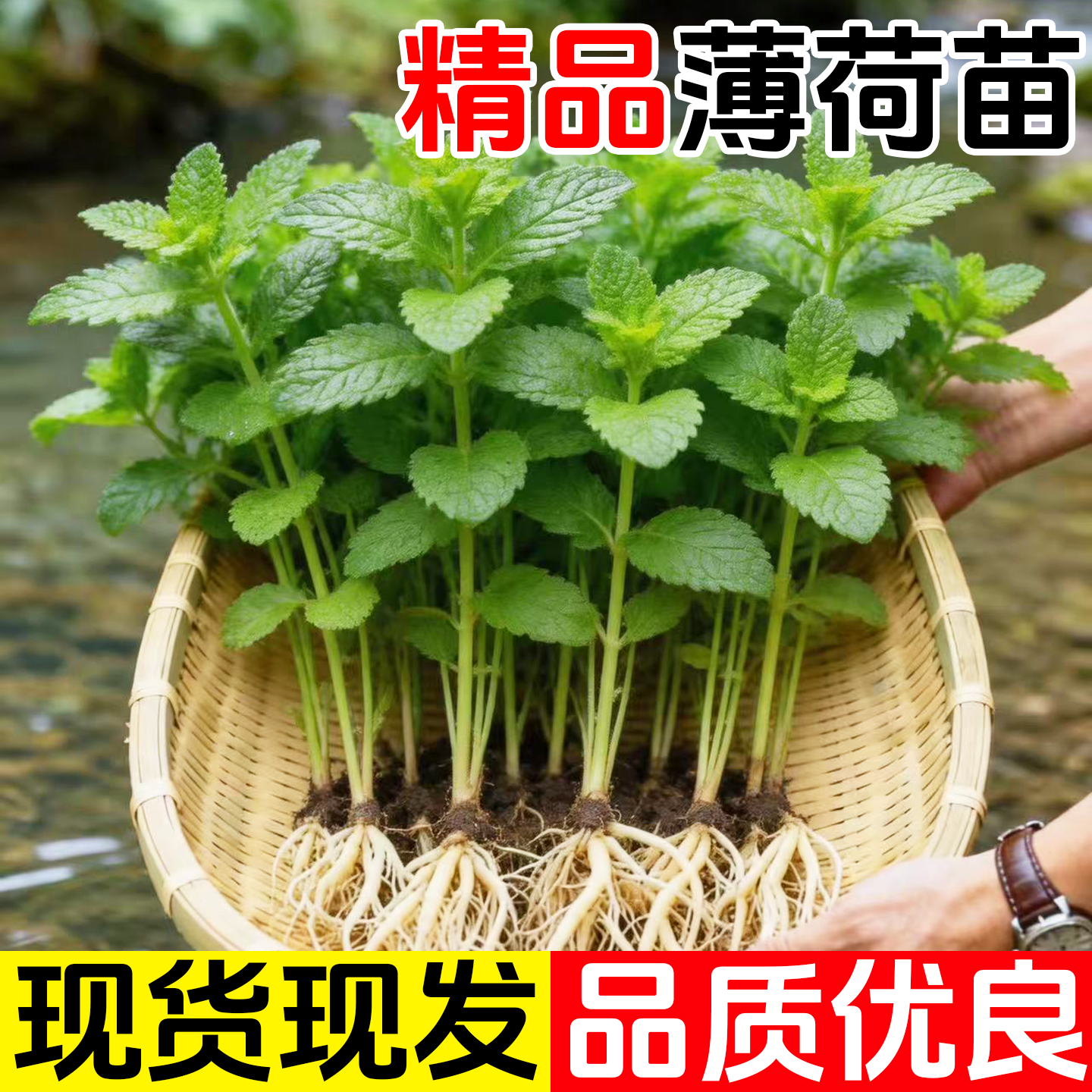 薄荷水培植物办公室内绿植盆栽可食用迷迭香驱蚊除甲醛四季好养活