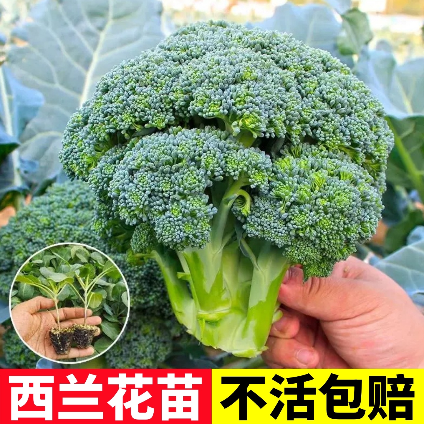 西兰花苗花菜苗绿甘蓝包蔬菜秧苗