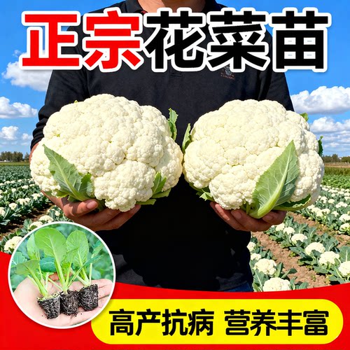 正宗花菜苗秧苗青梗松花菜苗蔬菜