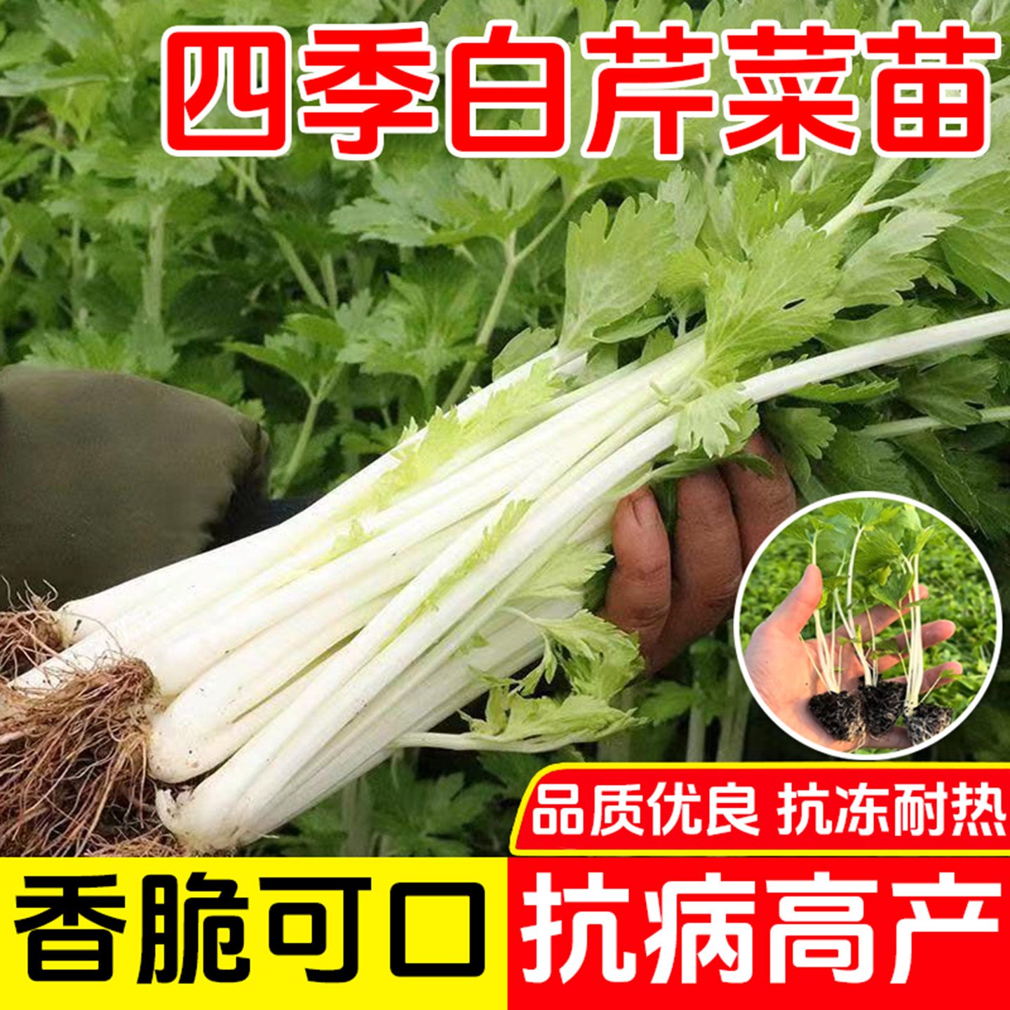 四季白芹菜苗子秧苗四季小香芹苗