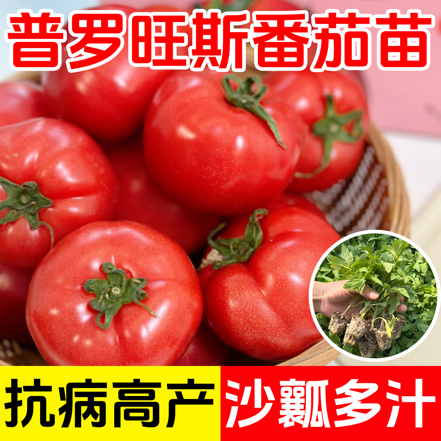 进口普罗旺斯西红柿苗子番茄秧苗