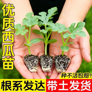 8424麒麟西瓜苗子高产特大薄皮超甜无籽西瓜麒麟瓜种子水果种子