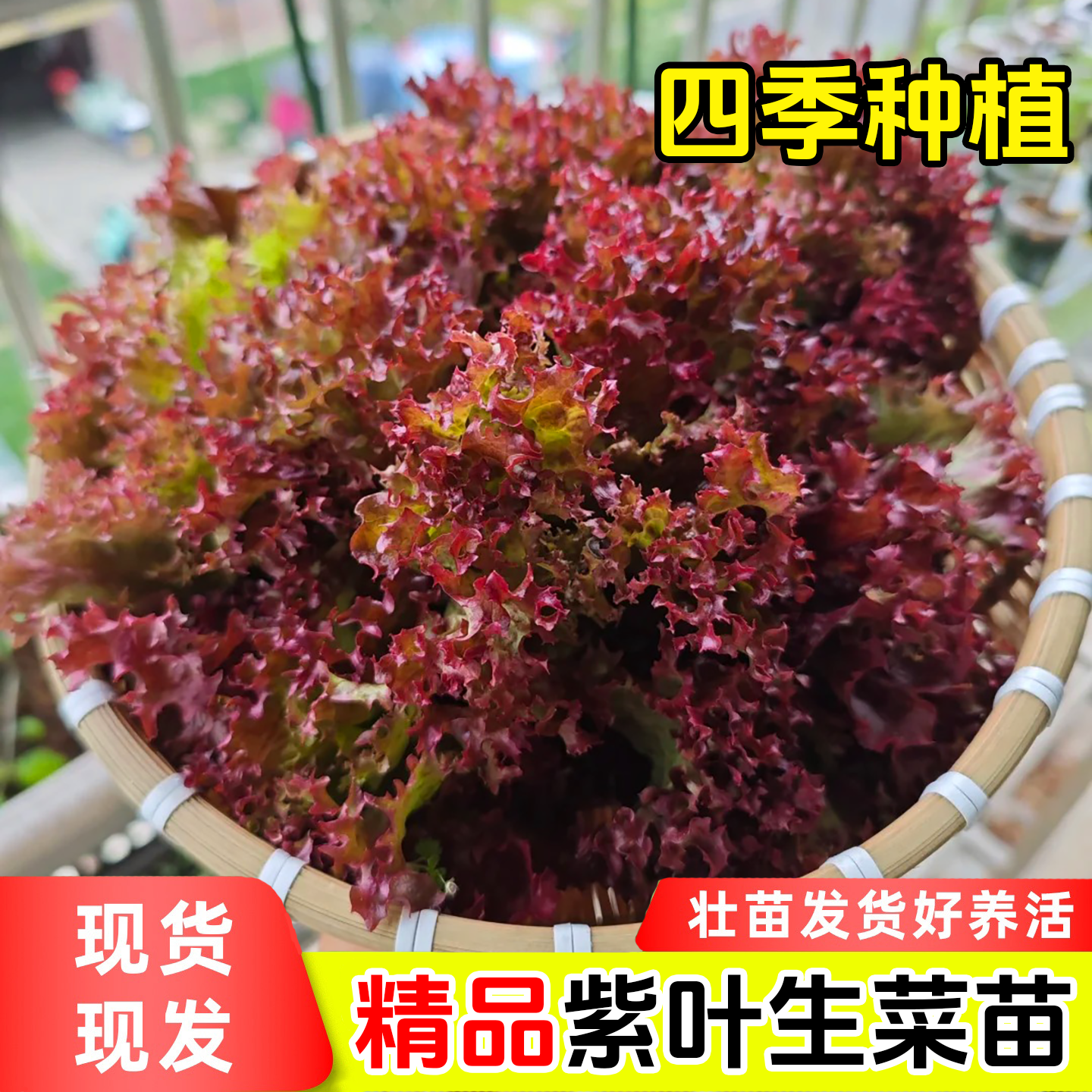 紫叶生菜苗耐寒紫罗莎品种穴盘苗