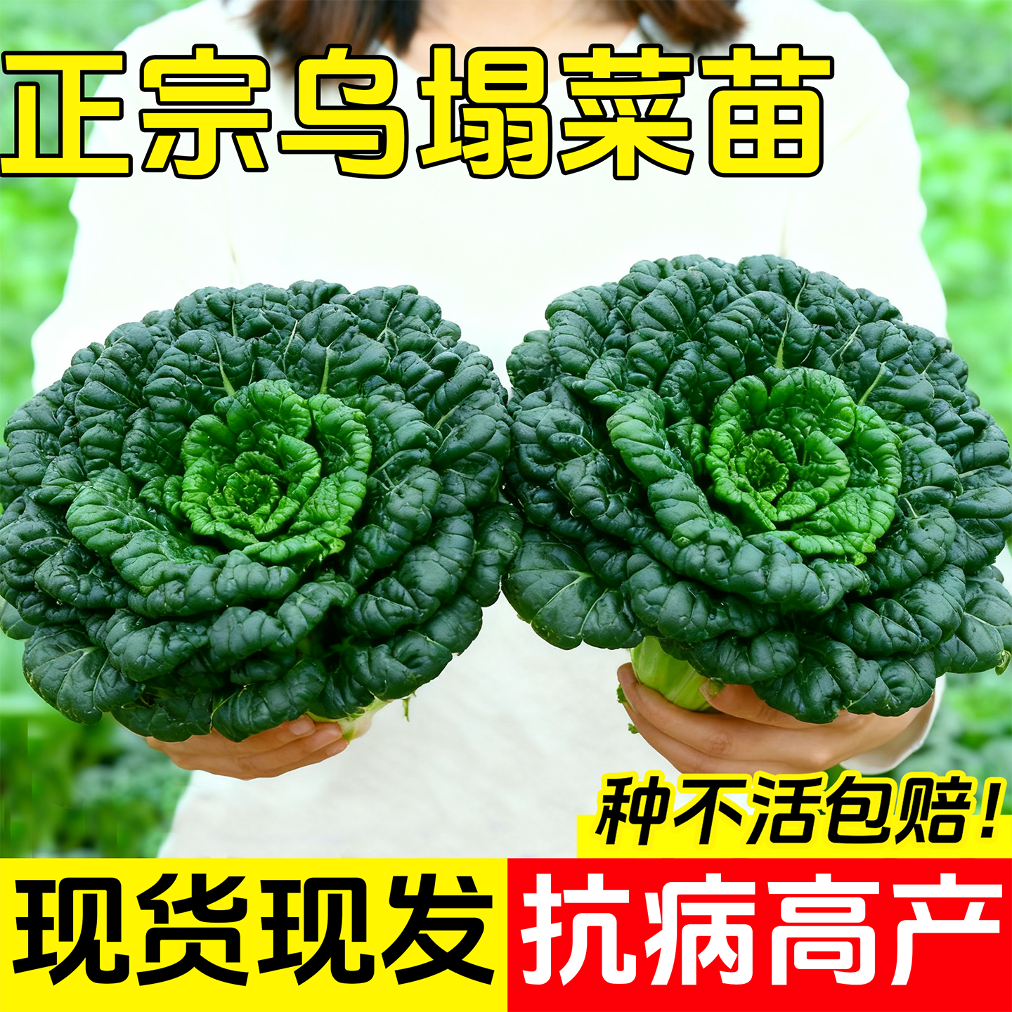 黄心乌塌菜苗秧苗乌秧苗秋冬耐寒