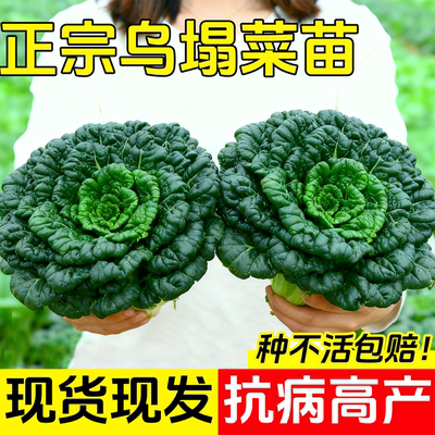 黄心乌塌菜苗秧苗乌秧苗秋冬耐寒