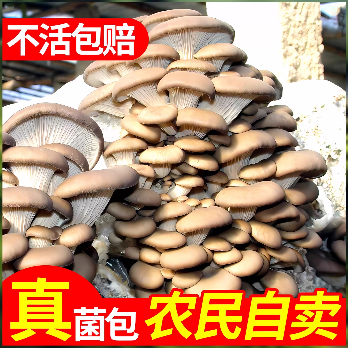 蘑菇种植包平菇蘑菇菌包菌种菌菇