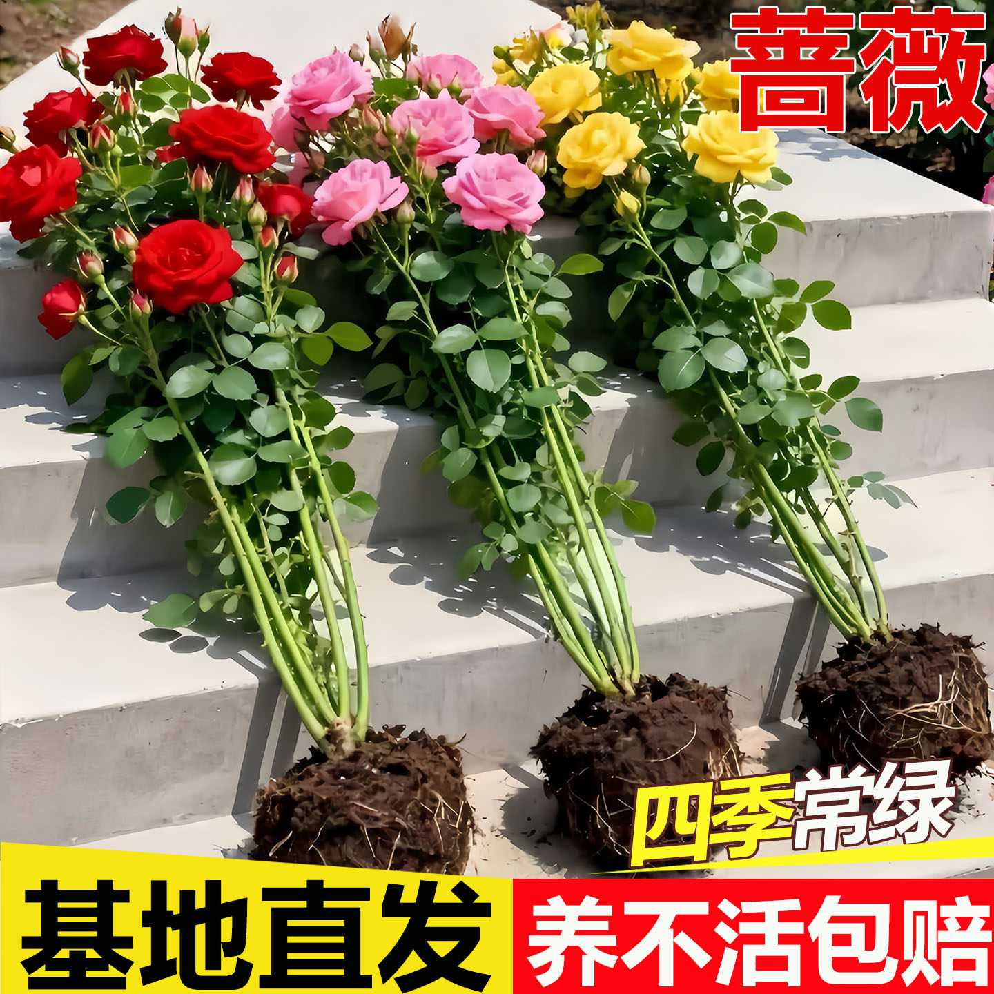 蔷薇花苗藤本月季花树大苗庭院爬藤植物阳台花卉爬墙玫瑰耐寒盆栽