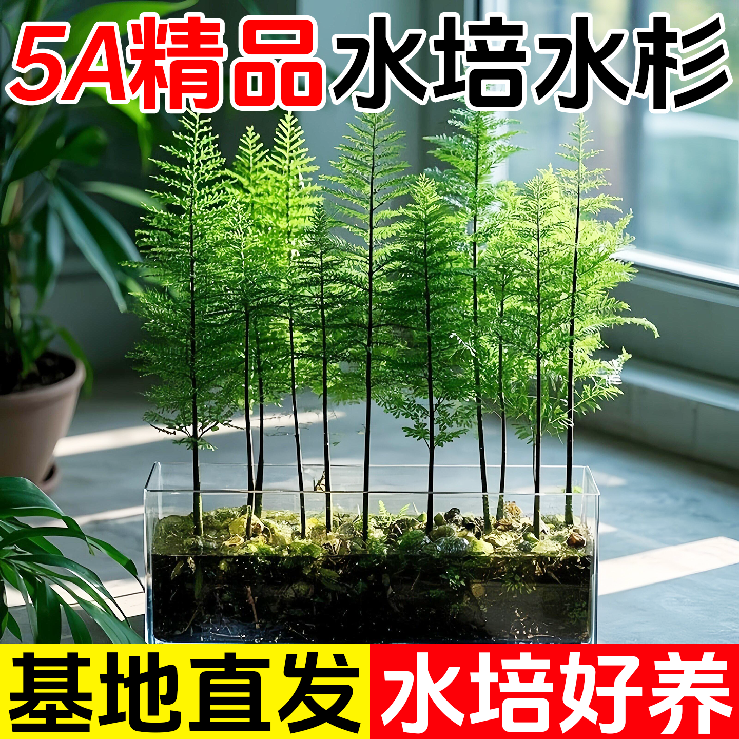 【水培水杉】常青水杉造型盆景四季室内办公室好养活绿植盆栽客厅