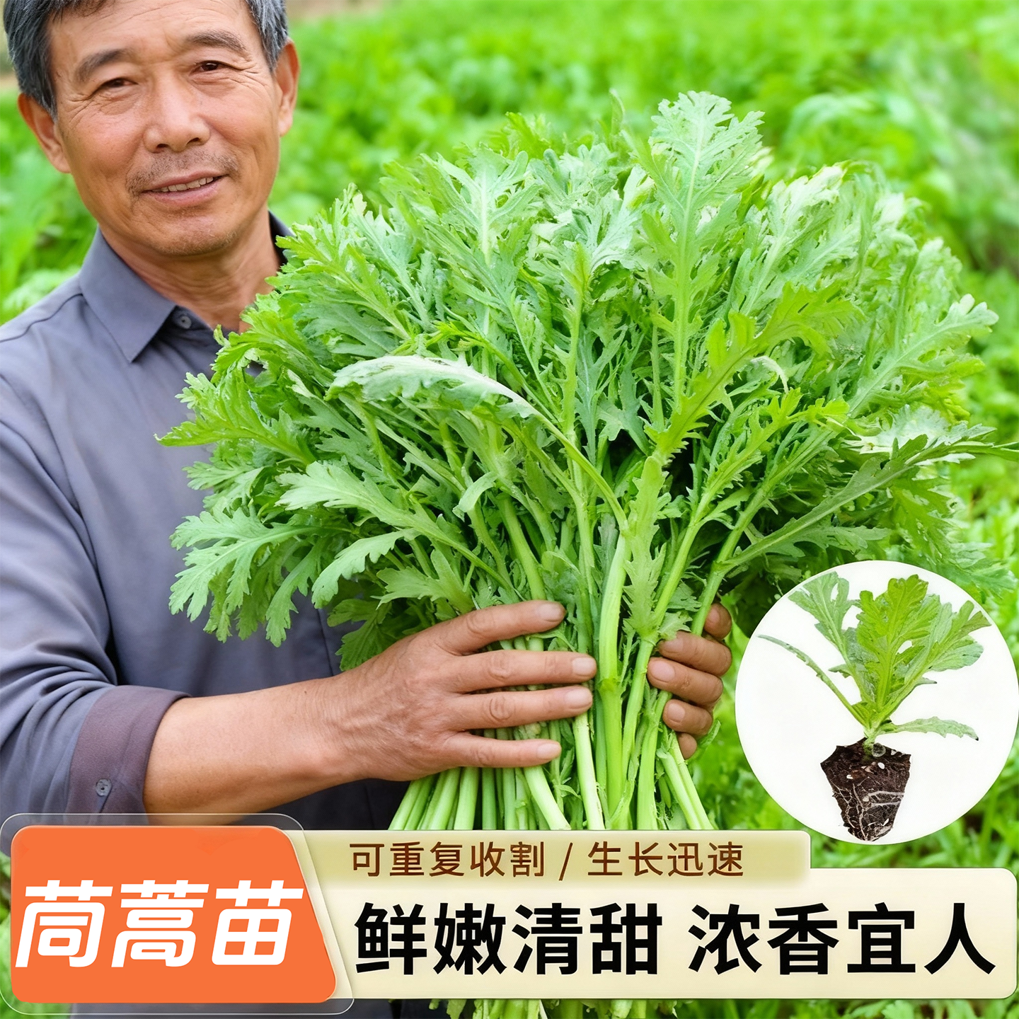 茼蒿菜苗大叶小叶中叶茼蒿苗秧苗种子皇帝菜阳台盆栽秋冬蔬菜苗