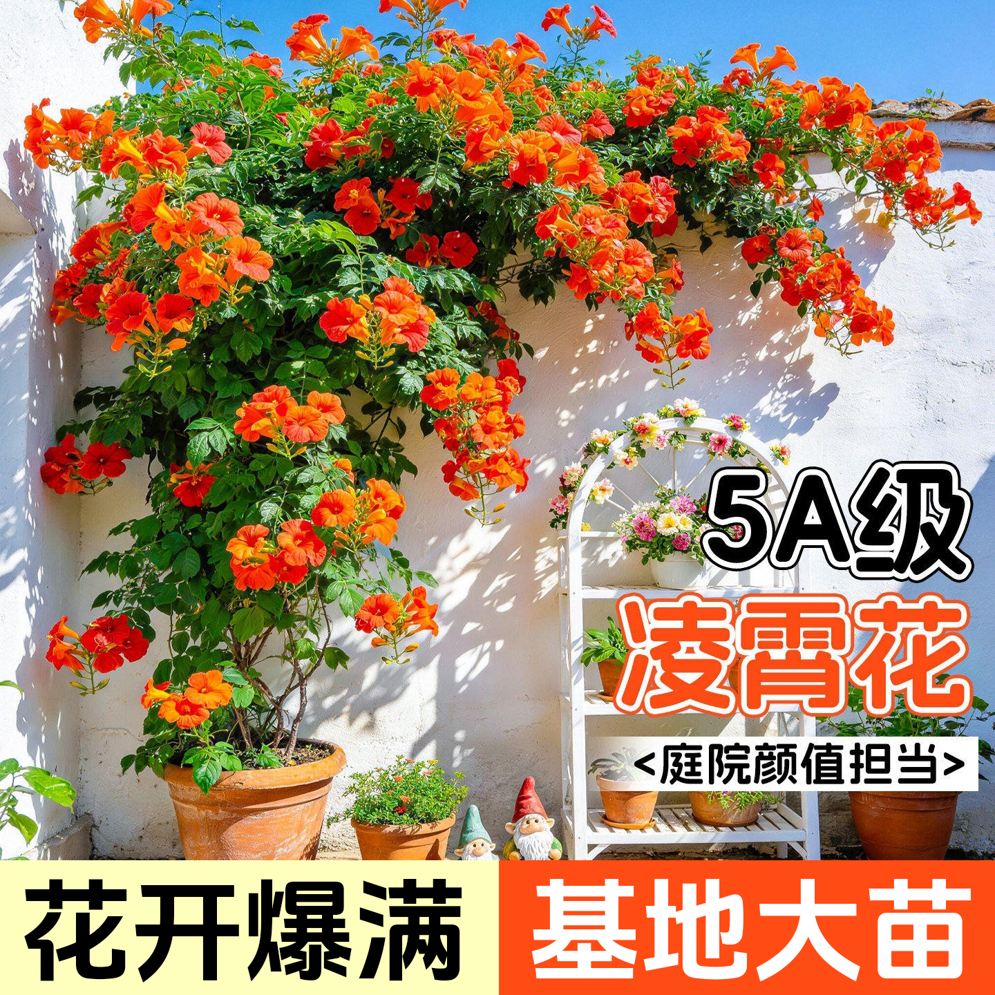 凌霄花大苗爬藤植物耐寒老桩树苗美国室外庭院墙橙色炮仗花卉