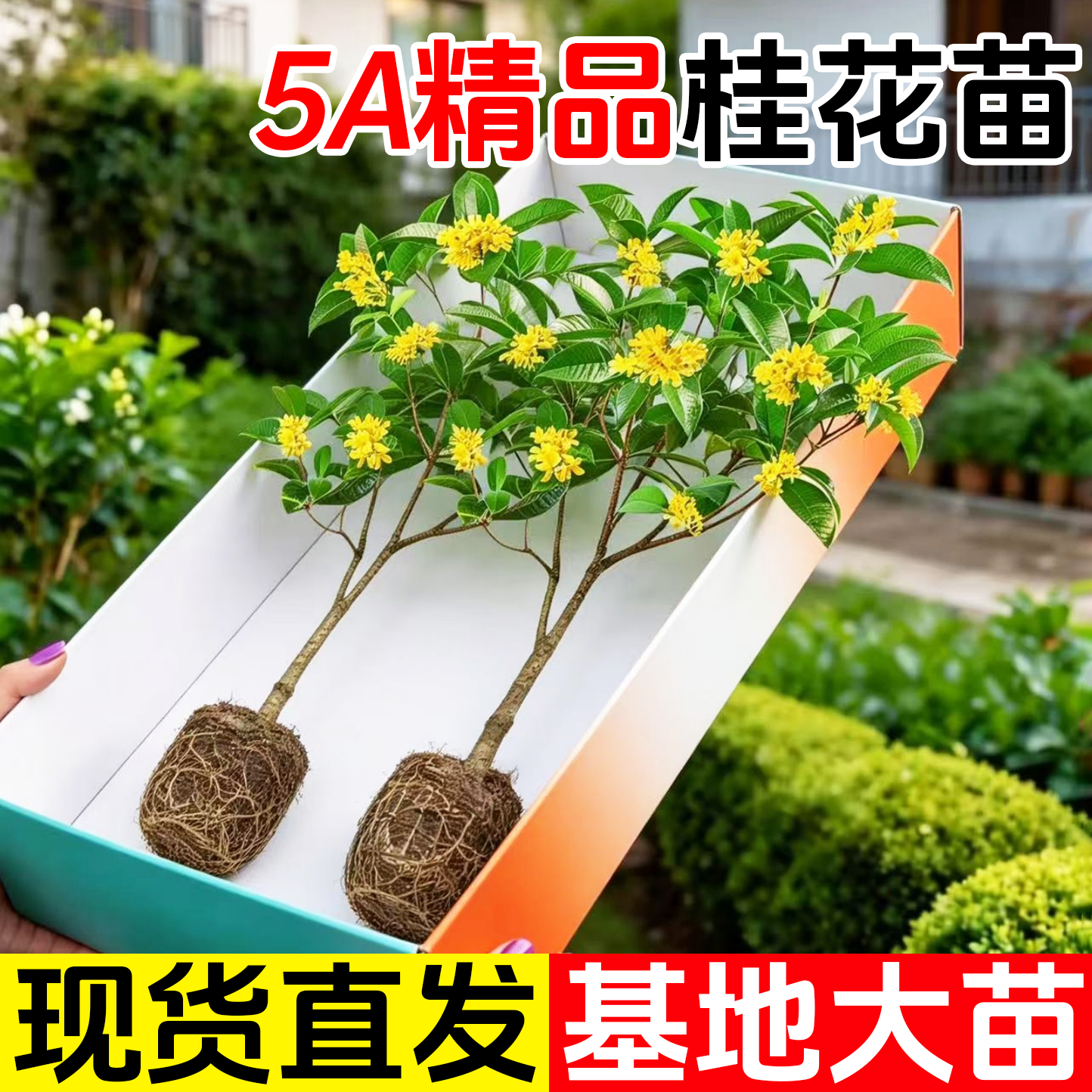 水培桂花盆栽树苗带花苞浓香室内办公室桌面水养四季桂花绿植花卉