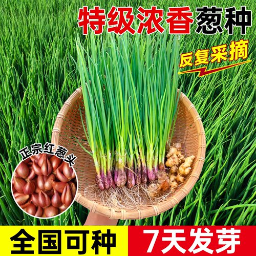 葱种子四季葱头种小香葱种头