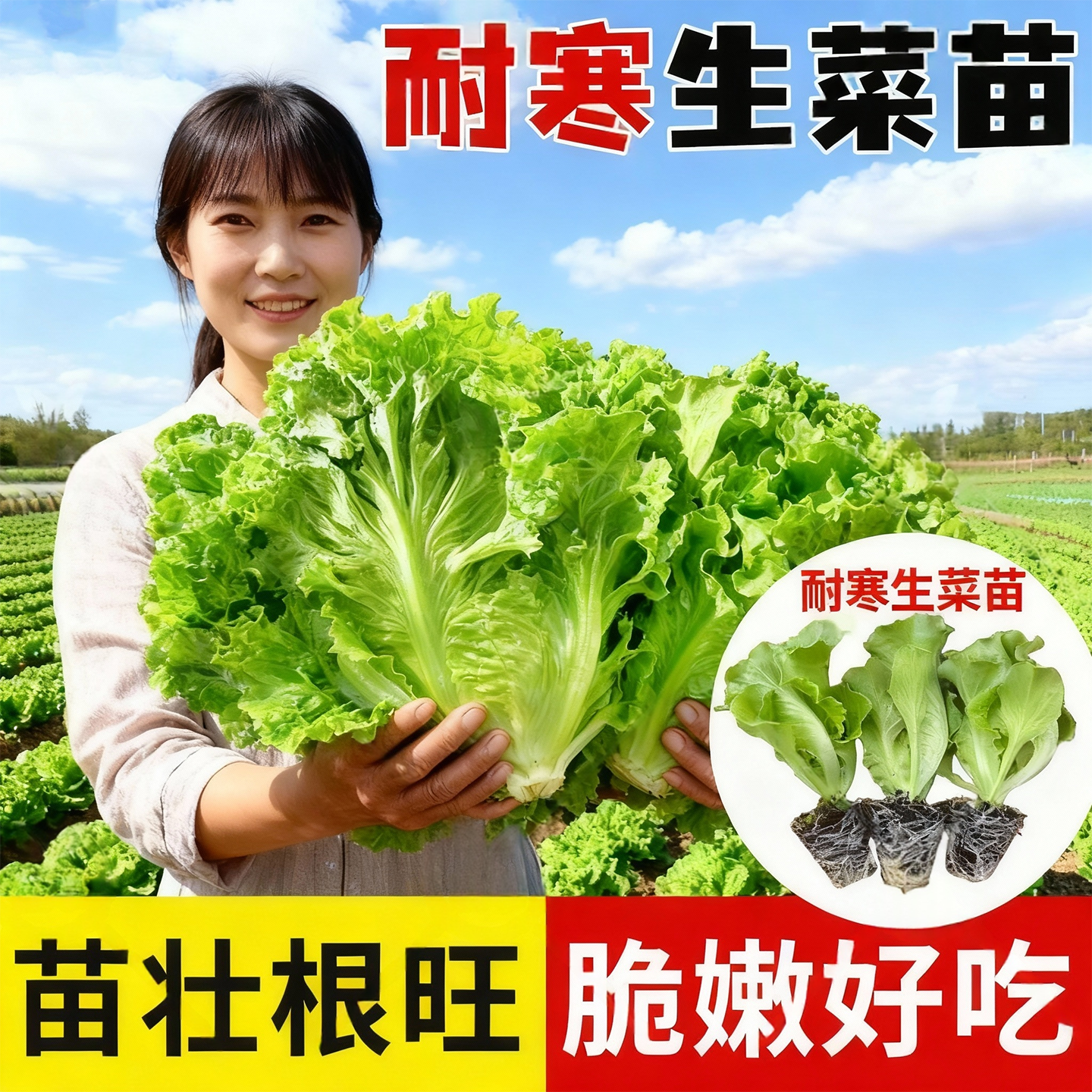 速生生菜苗秧苗意大利生菜种苗四季耐寒可生吃奶油生菜蔬菜苗带土,鲜花速递/花卉仿真/绿植园艺,种苗/半成品盆栽,淘宝优惠券,粉丝福利购,淘宝优惠卷