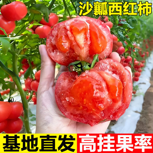 沙瓤西红柿苗秧普罗旺斯圣女果苗