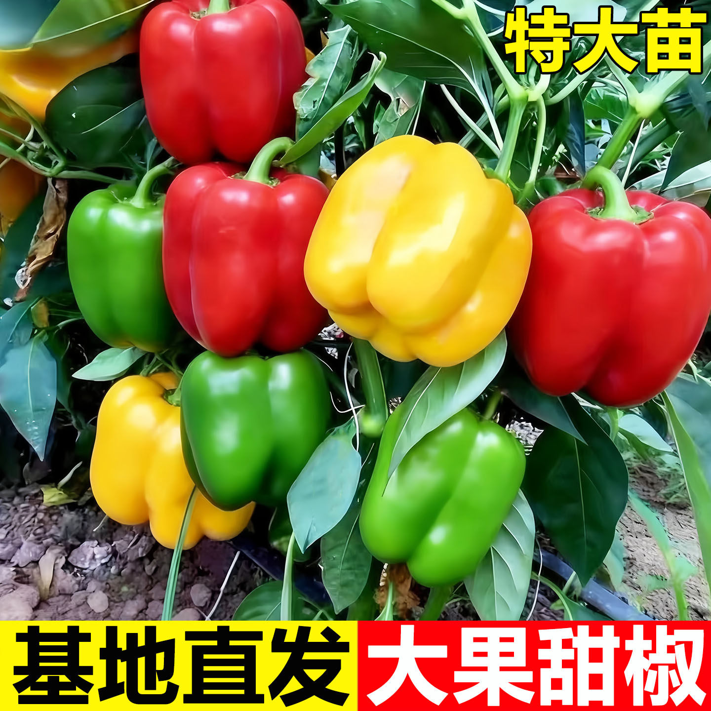 五彩甜椒苗青椒灯笼椒彩椒洪荒甜椒苗子秧苗种籽阳台盆栽蔬菜种子