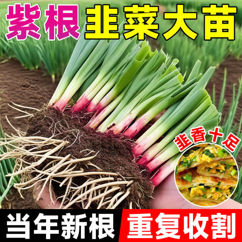 正宗本地土韭菜根苗紫根红根韭菜