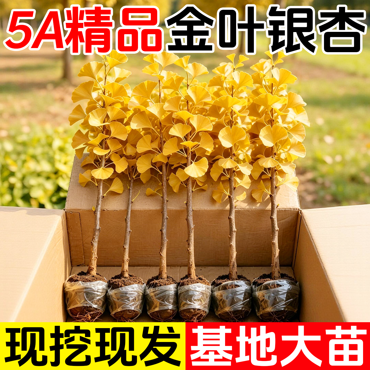 银杏树活苗金叶白果别墅庭院绿化风景拆迁大树苗行道树南北方种植