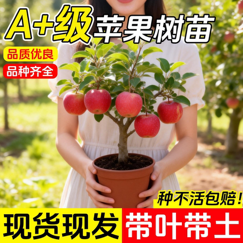 苹果树果苗红富士种植苗北方耐寒