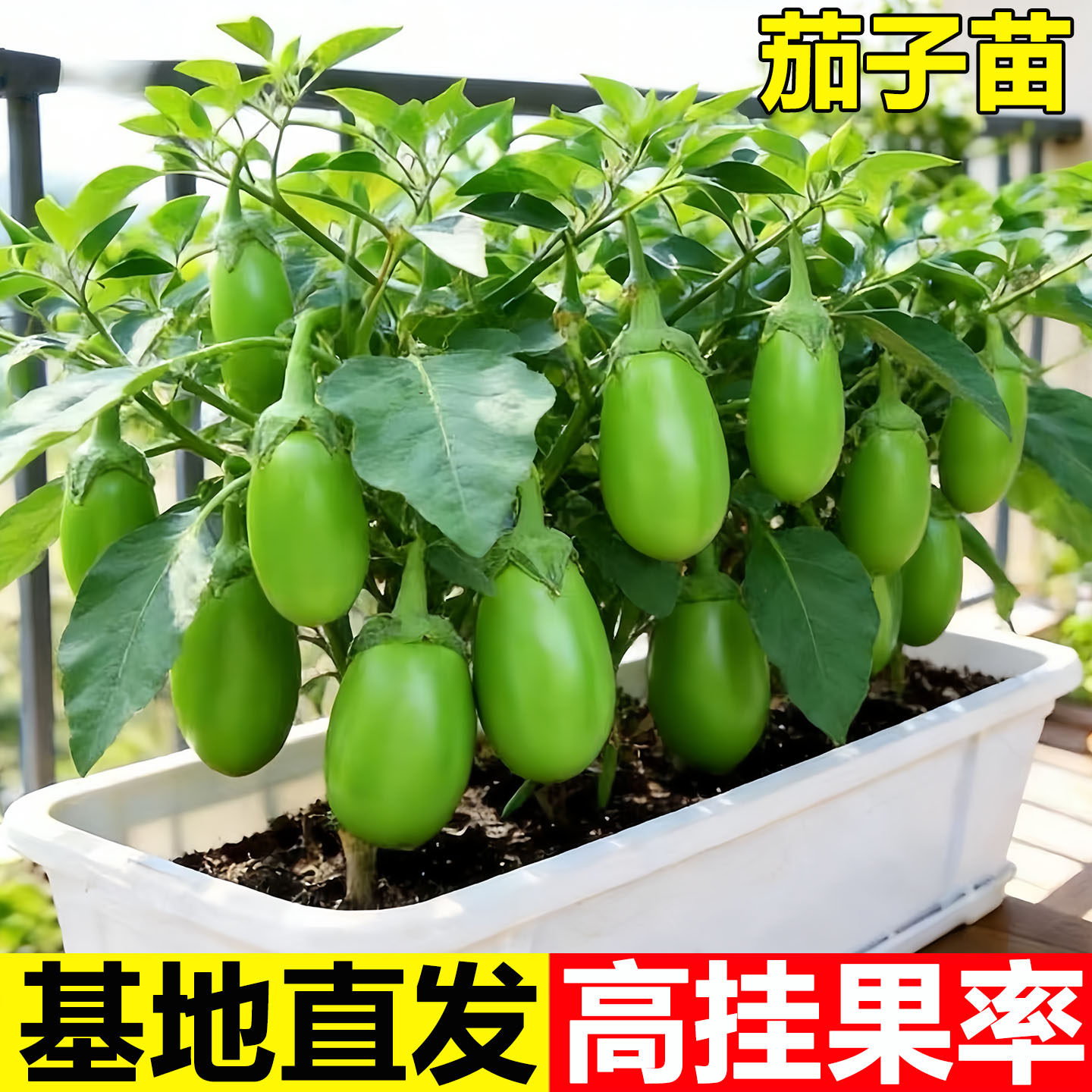 青茄子苗秧苗带土牛心茄苗高产绿罐茄子苗春季蔬菜苗阳台种菜
