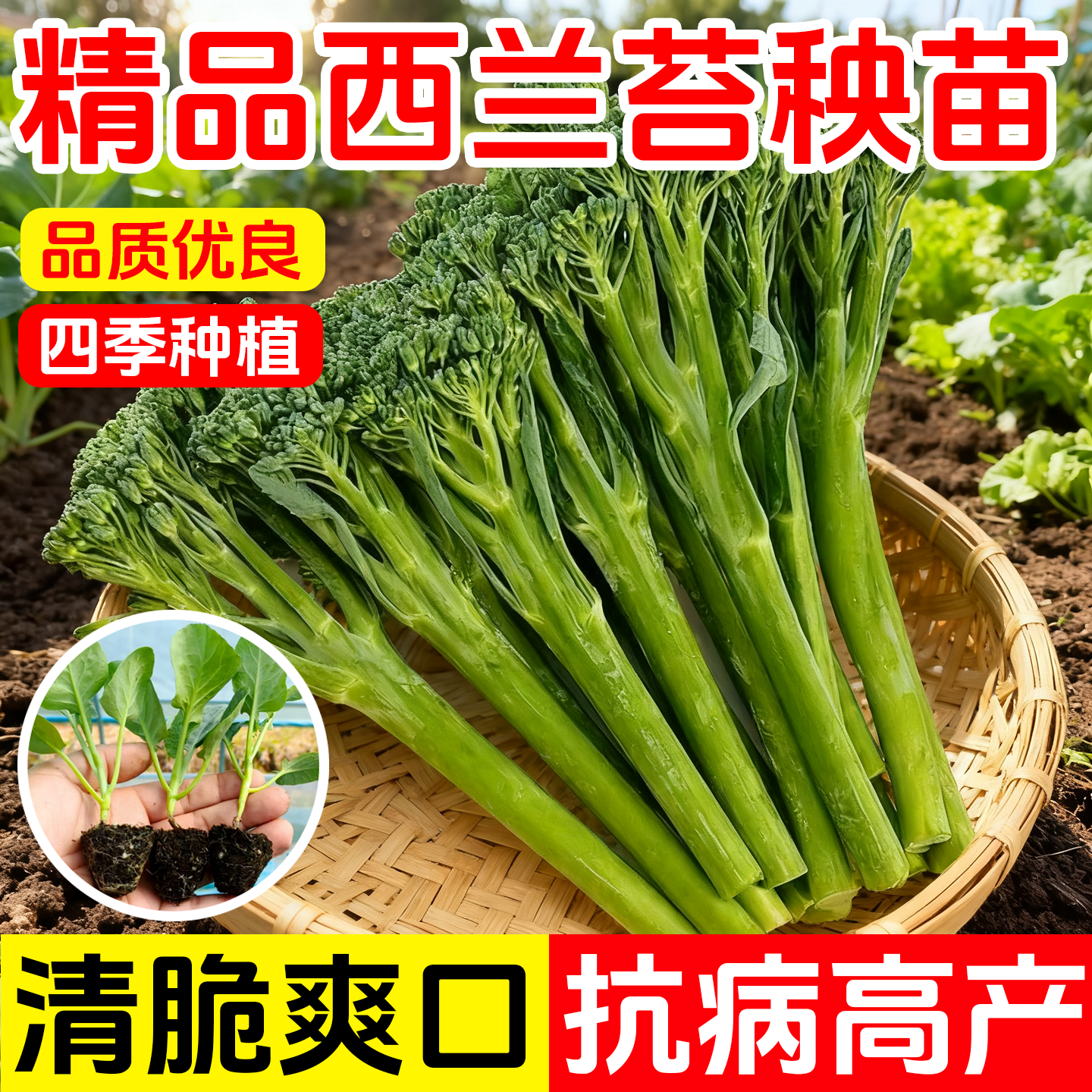 西兰苔种苗西兰花菜苔芥蓝芥兰苗