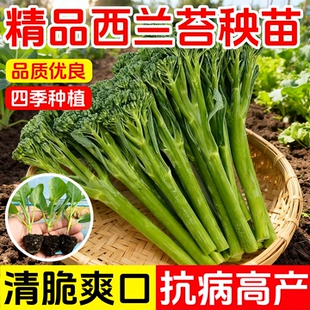 西兰苔种苗西兰花菜苔芥蓝芥兰易种耐热夏采收期长阳台盆栽蔬菜苗